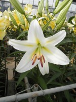 [1750 Cocossa No01.JPG]